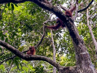Female orangutan with infant © karenfoleyphoto