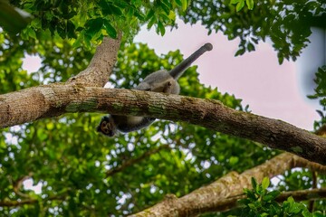 Hoses grey langur in tree