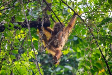 Young orangutan hanging in tree © karenfoleyphoto