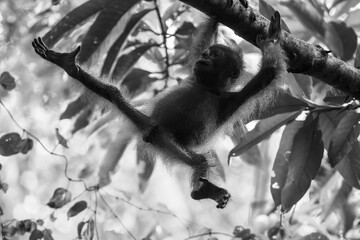 Baby orangutan in black and white © karenfoleyphoto