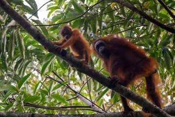 Mother and juvenile orangutan © karenfoleyphoto