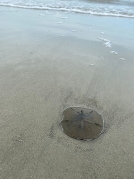 sand dollar in the sand on the beach
