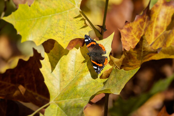 Red admiral butterfly (Vanessa Atalanta) perched on a yellow leaf in Zurich, Switzerland