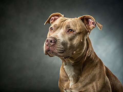 Pitbull Portrait