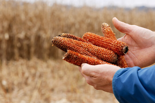 Man holds in his hands the brown corn cob rods left in the field after harvesting
