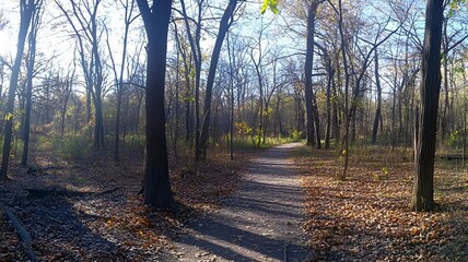Obraz premium A winding path through a forest with dappled sunlight shining through the trees.