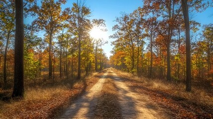 Obraz premium A sun-drenched dirt road winds through a forest of colorful autumn trees.