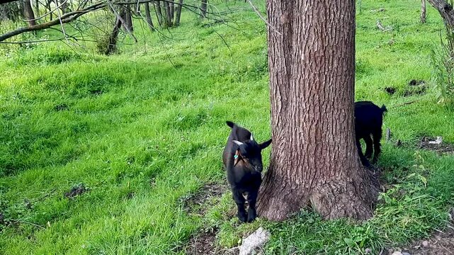 Two young goats rub against a tree and nibble on the green grass. Wild animals
