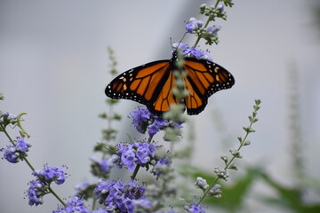 monarch butterfly on flower