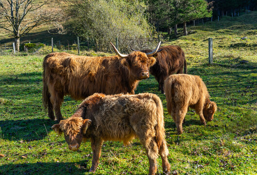 Nette, zottelige, skurrile Einwanderer: Schottische Hochlandrinder, Highlander, Highland cattle auf einer Weide, Alm in Deutschland, &Ouml;sterreich, Bayern an der Grenze zu Tirol