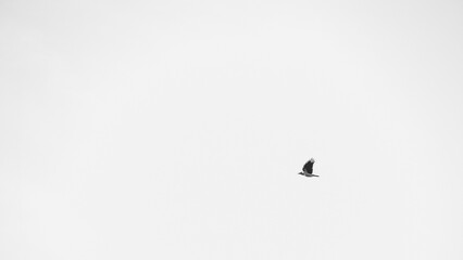 bird flying on empty sky