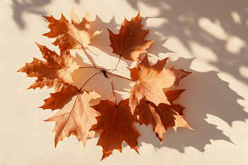 Fototapeta premium Dried maple leaves on pastel sunlit background with shadow. Autumn, fall, thanksgiving day concept. Flat lay, top view