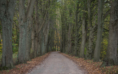 Path in a fall season wood area.