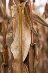 Dry yellow leaf of ripe corn hangs on the stem
