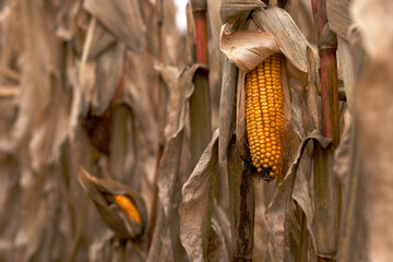 Open ripe corn cob with yellow grains in close-up on the stem