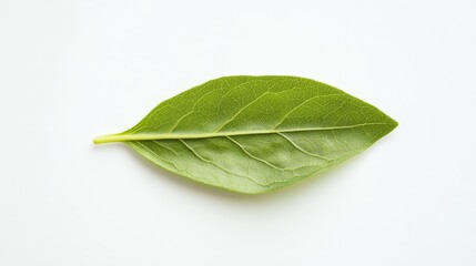 Obraz premium A vibrant, fresh green leaf of lettuce rests on a clean white background, highlighting its smooth texture and healthy appearance for culinary or gardening purposes