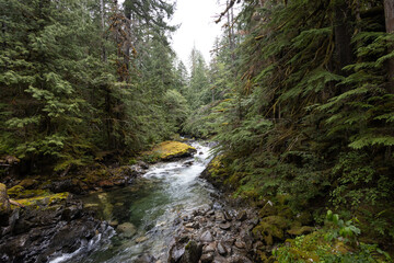 Pine Forest in the Skykomish Valley in Washington State