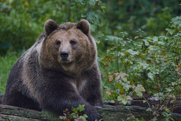 Fototapeta premium Bär- Portrait des Braunbären - (Ursus arctos)