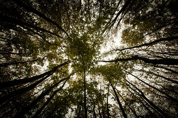trees in the forest