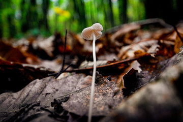lonesome mushroom