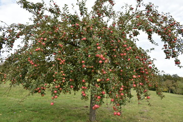 Apple tree with red apples