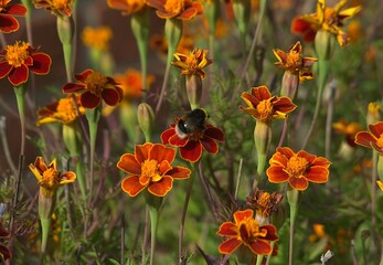 flower with bee