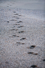 Detail of human feet in the golden sand at the beach. Summer travel and vacation concept.