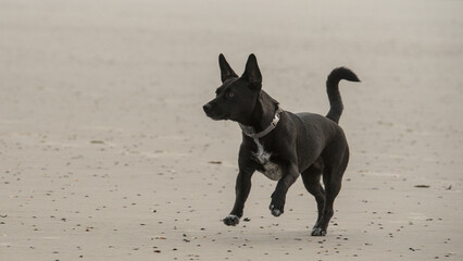 a small black puppy ist running and playing on the beach
