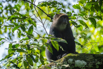 A black and white Bearded monkey, Arusha National Park, Tanzania © Leo Viktorov