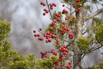 red berries chokeberry crab apple autumn berry
