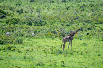 Giraffe is standing among the trees, gazing, Arusha National Park, Tanzania