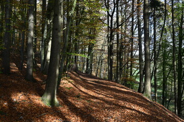 Waldweg in der Rhoen