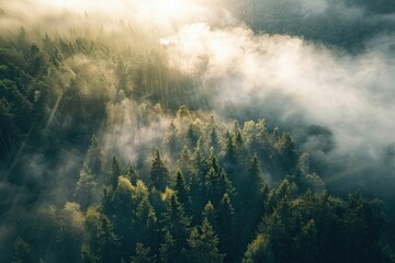 Fototapeta premium Mountain forest foggy sunrise aerial drone view.