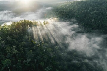 Mountain forest foggy sunrise aerial drone view.