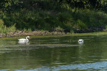 Schw&auml;ne auf Fluss