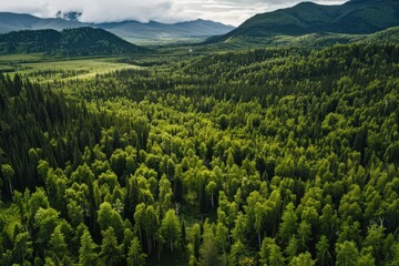 Fototapeta premium Aerial top view green forest and green trees in rural Altai Drone photo.
