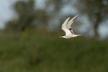 Wasservogel