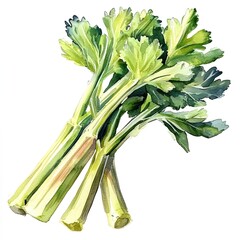 Fototapeta premium realistic watercolor vegetable clipart of organic tasty celery