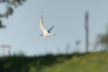 Wasservogel im Flug