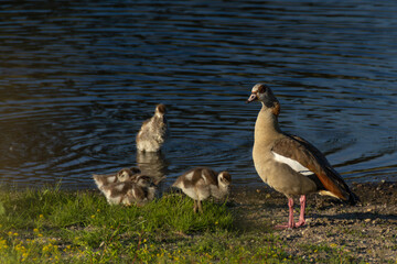 Gänsefamilie am Wasser