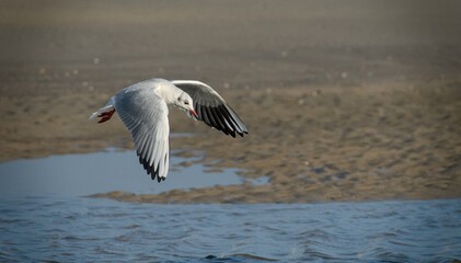 beautiful flying seagulls at the beach of Norderney, Germany