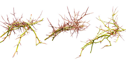 Collection of Crowns of Thorns Symbolizing Jesus Christ's Suffering Generative AI