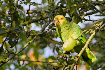 yellow-headed amazon parrot is perching on a tree branch and eating an apple close-up