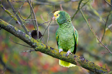 yellow-headed amazon parrot is perching on a tree branch close-up