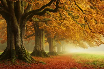 Store enrouleur  Ancient Gnarled Trees Stand Majestically in an English Woodland During Autumn's Golden Glow  © Ula