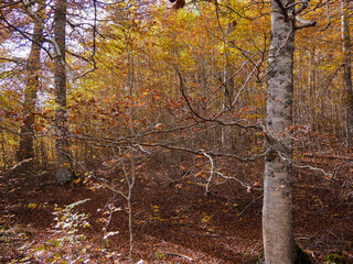 Bosque de hayas en oto&ntilde;o con hojas en el suelo