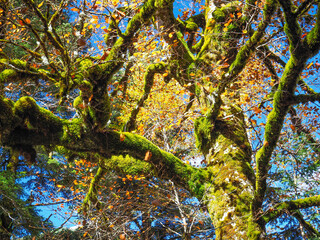&Aacute;rbol con musgo en sus ramas y hojas amarillas en oto&ntilde;o. Haya.