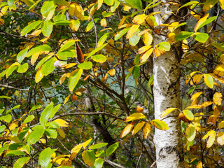 &Aacute;rbol con hojas amarillas y verdes en oto&ntilde;o