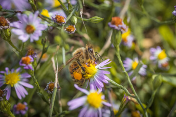 Bee pollinating on a purple flower