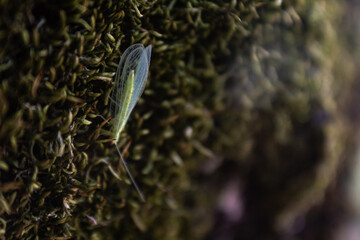 Tiny insect on a tree with moss